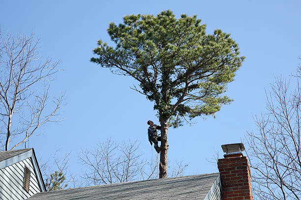 Trusted Hancock, MD Tree Care Experts